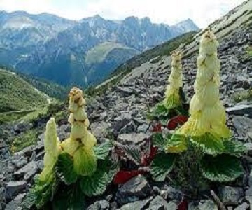 Himalayan-Rhubarb